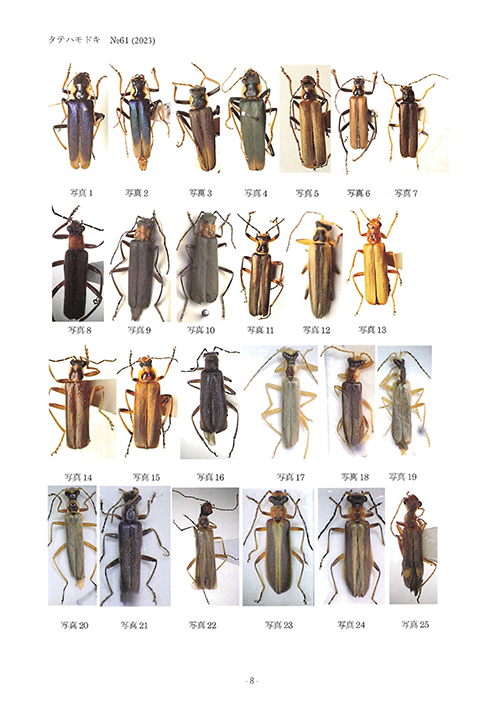 トゲムネウスバカミキリムシ　1981年採集 61I5m5XN63L._AC_UL210_SR210,