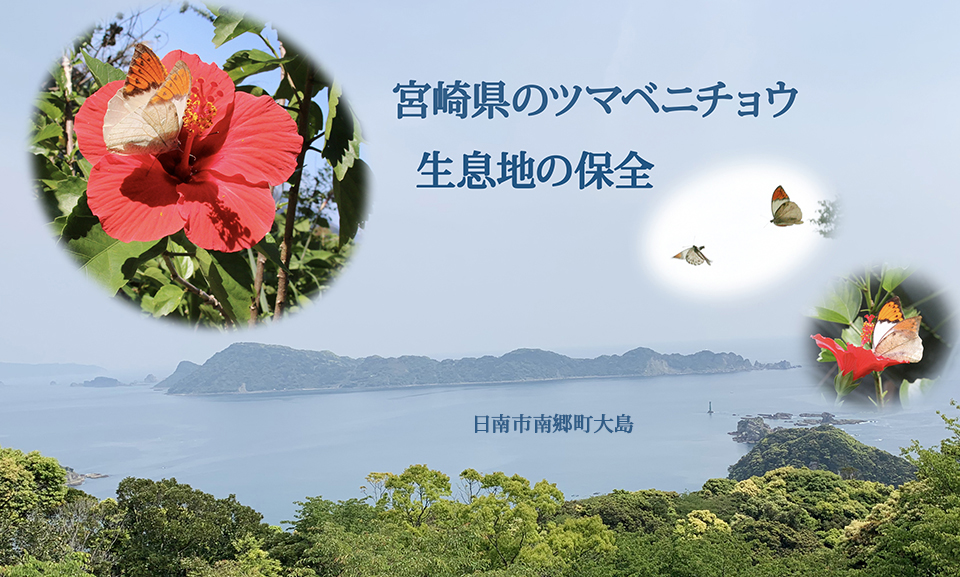 ツマベニチョウ保全