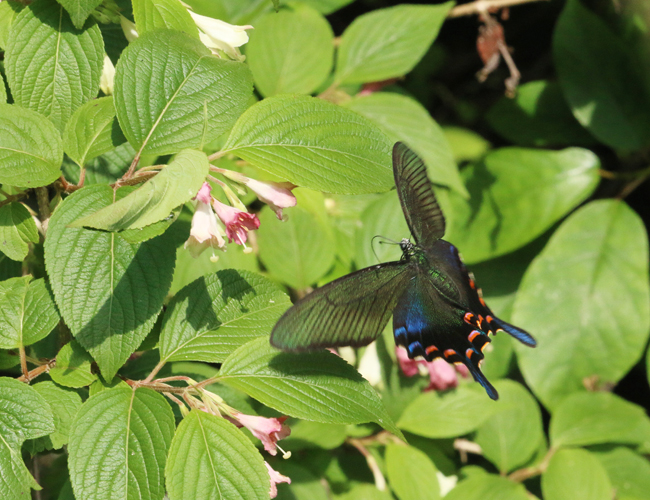 Papilio dehaanii