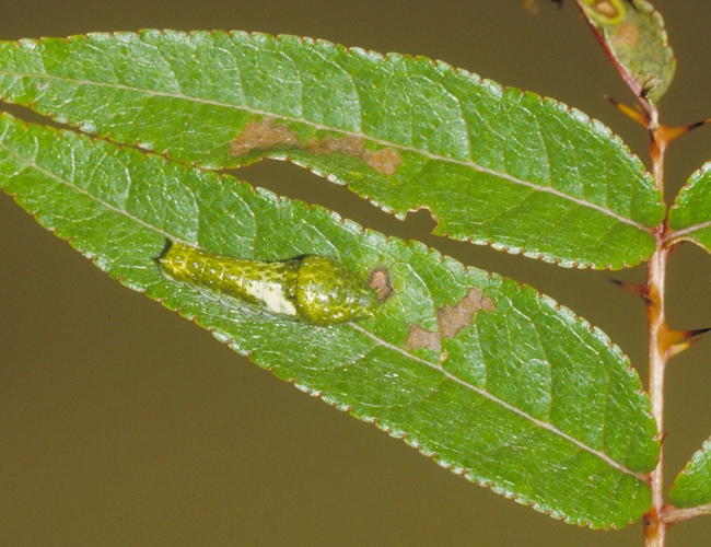 Papilio dehaanii