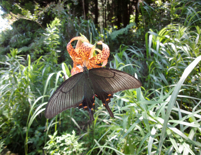 Papilio dehaanii