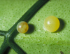 button2