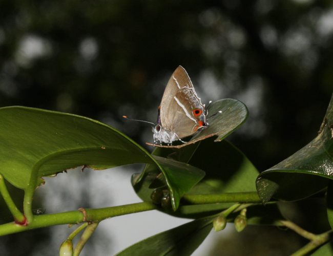 Crysozephyrus hisamatsusanus