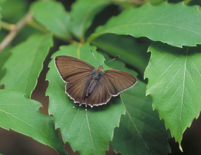 Favonius yuasai