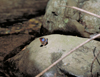 button1