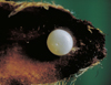 button2
