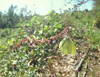 button15