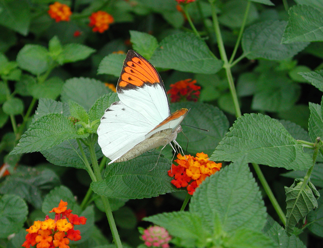 Hebomoia glaucippe