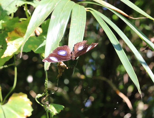 リュウキュウムラサキ（1メス、フィジー島産） リュウキュウムラサキ Hypolimnas bolina