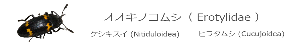 アカハネムシ