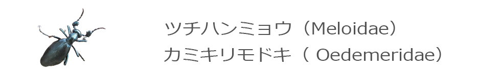 ツチハンミョウ・カミキリモドキ