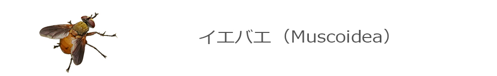 シラミバエ・フンバエ・イエバエ・ニクバエ・ヤドリバエ