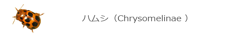 ハムシ