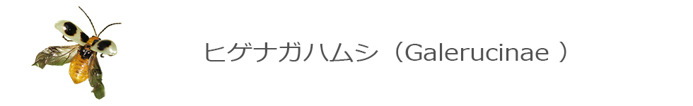 ヒゲナガハムシ