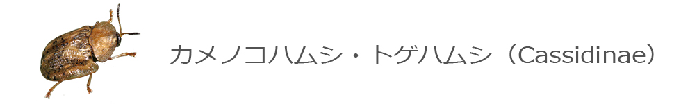 カメノコハムシ