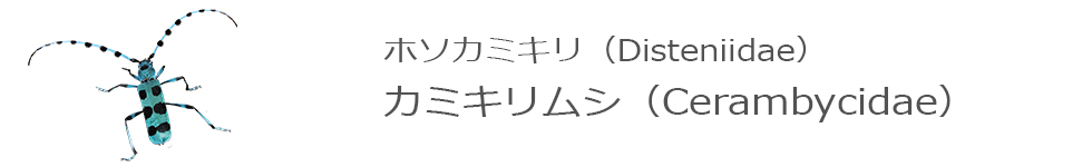 カミキリムシ