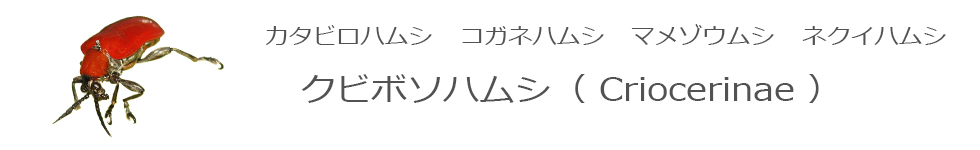 クビボソハムシ
