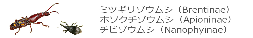 ミツギリゾウムシ