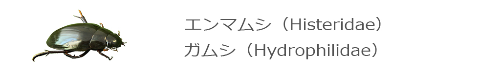 	エンマムシ・ガムシ