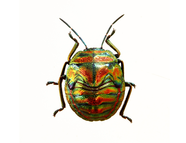 Poecilocoris splendidulus