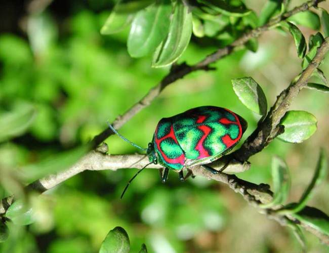 Poecilocoris splendidulus