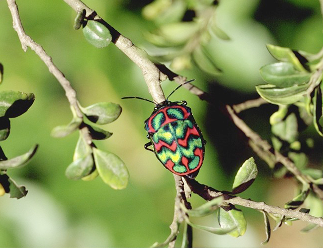 Poecilocoris splendidulus