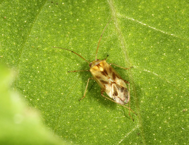 Taylorilygus apicalis