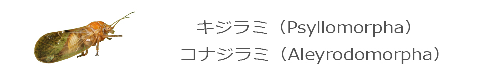 キジラミ