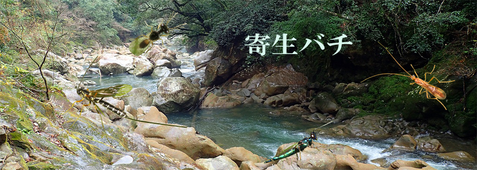 Parasitica と呼ばれた寄生蜂群：側系統）non aculeate Apocrita