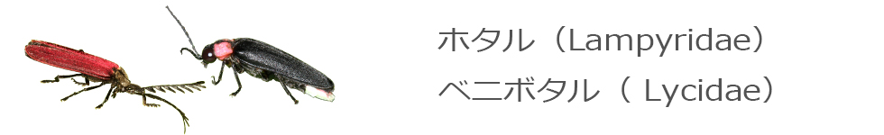 ホタル・ベニボタル