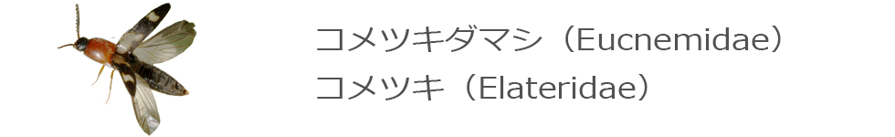 コメツキ