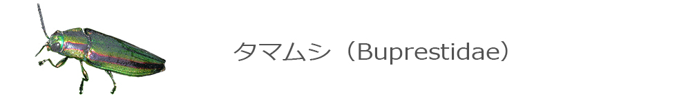 タマムシ