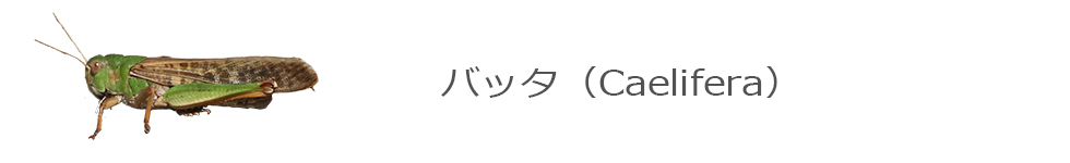 バッタ