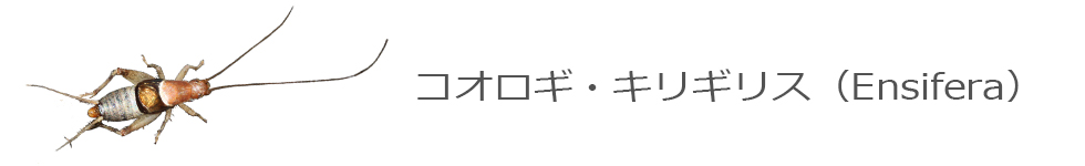 コオロギ