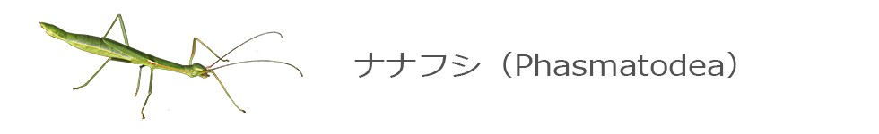 ナナフシ