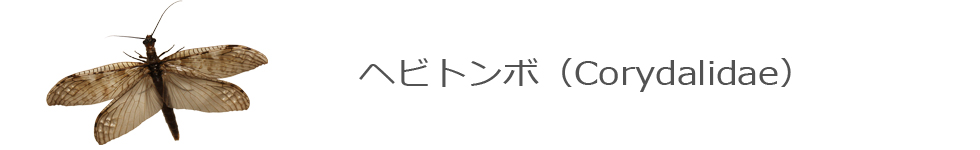ヘビトンボ