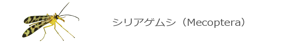 シリアゲムシ