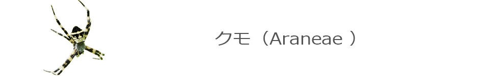 クモの背景画像