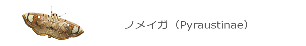 ノメイガ
