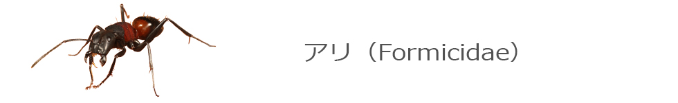 アリ